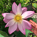 Giant Lotus Flower in Bali