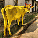 Tumeric Cow in India
